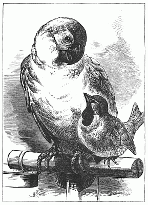 THE PARROT AND THE SPARROW.