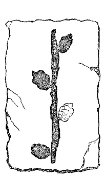Fig. 132.