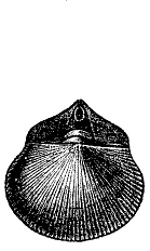 Fig. 49.