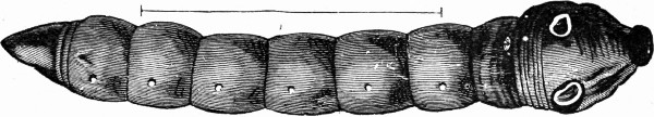 Fig. 1.—Chœrocampa porcellus.