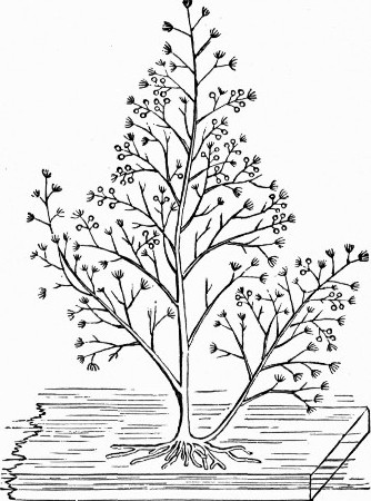 Fig. 2.—Bougainvillea fruticosa; natural size. (After
Allman.)