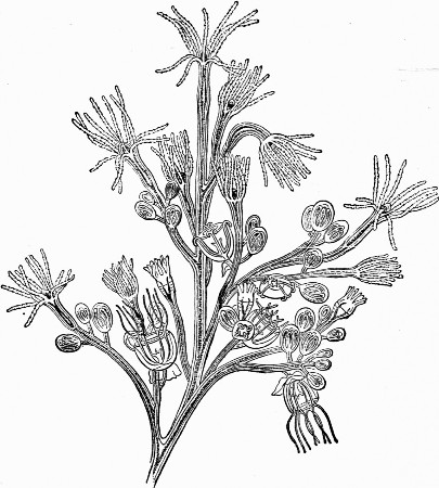 Fig. 3.—Bougainvillea fruticosa; magnified to show
development.
