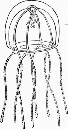 Fig. 4.—Bougainvillea fruticosa, Medusa-form.