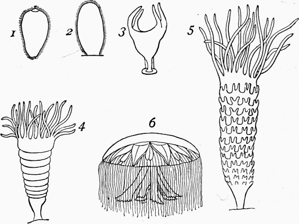 Fig. 5.—Medusa aurita, and progressive stages of
development.
