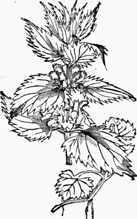 Fig. 6—White Dead-nettle.