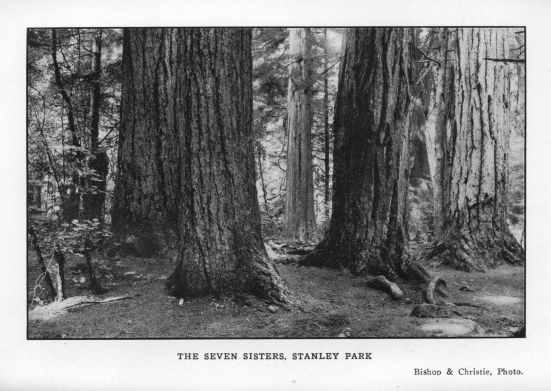 THE SEVEN SISTERS, STANLEY PARK.  Bishop & Christie, Photo.