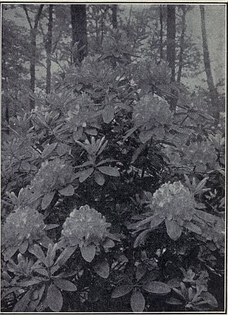 RHODODENDRON OR GREAT LAUREL.