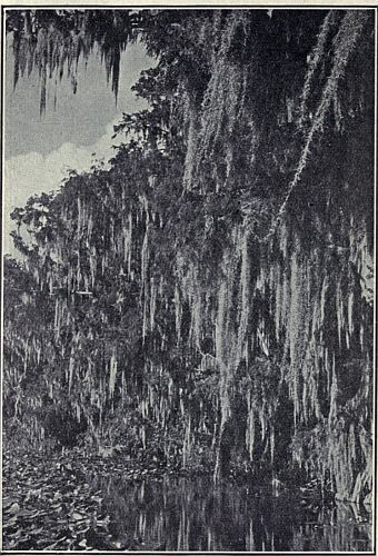 BALD CYPRESS DRAPED WITH SPANISH "MOSS." This tree is almost entirely hidden by this "moss," which is really a flowering plant of the Pineapple family. Range: In swamps and along rivers from Delaware to Florida, west to Texas, north to Missouri and southern Indiana. Photograph by G. Clyde Fisher.