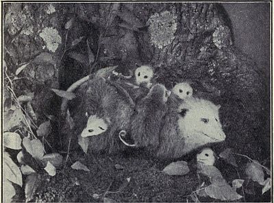BABY OPOSSUMS RIDING ON THEIR MOTHER'S BACK