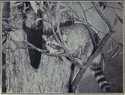 RACCOON AT ENTRANCE TO ITS DEN IN A HOLLOW TREE