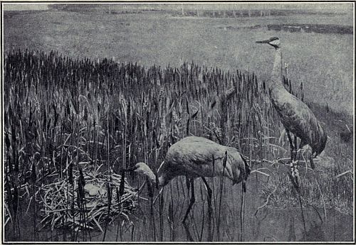 SAND HILL CRANES IN FLORIDA