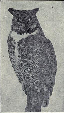 GREAT HORNED OWL Rabbits constitute a favorite food when available. Poultry and other birds are also destroyed by this owl. Range: Eastern North America.
