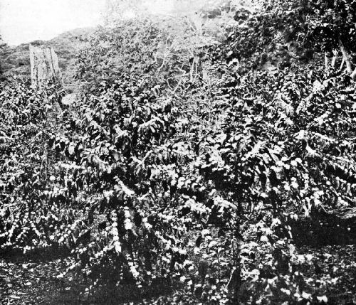 Three-Year-Old Coffee Trees in Blossom, Panama