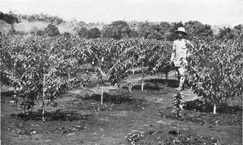 Coffee Trees of the Bourbon Variety, French Indo-China