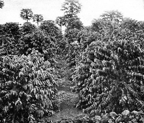 The Coffee Tree Thrives in the Lava Soil of South Kona, Island of Hawaii
