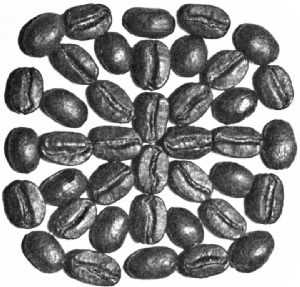 Bogota (Colombia) Beans—Roasted