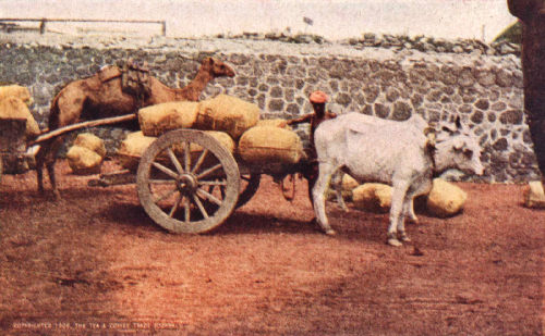 Picturesque Camel and Bullock Carts