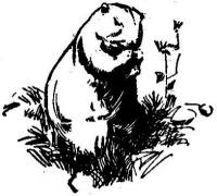 A prarie-dog