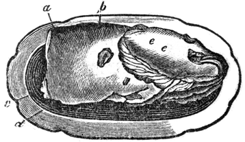 Drawing of a fish head on a plate