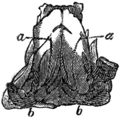 Drawing of the top view of a chicken to be carved