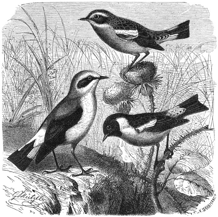 1) Gewone Tapuit (Saxicola oenanthe), 2) Paapje (Pratincola rubetra) en 3) Roodborst-tapuit
(Pratincola rubicola). ½ v. d. ware grootte.