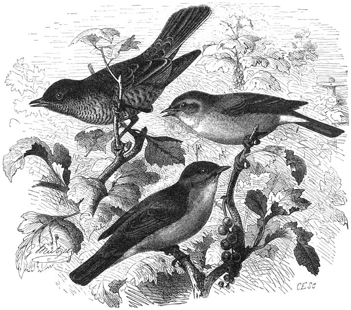 1) Gestreepte Grasmusch (Sylvia nisoria), 2) Tuinfluiter (Sylvia hortensis) en 3) Zwartkop (Sylvia atricapilla). ½ v. d. ware grootte.