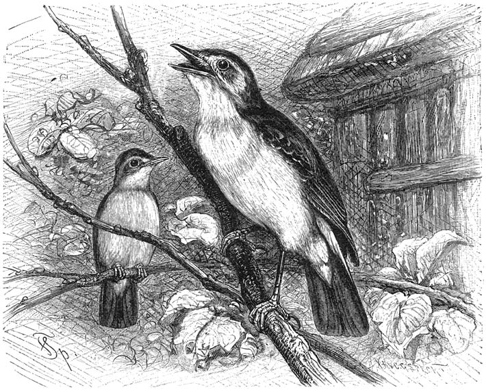 Spotvogel (Hypolais philomela). ⅔ v. d. ware grootte.