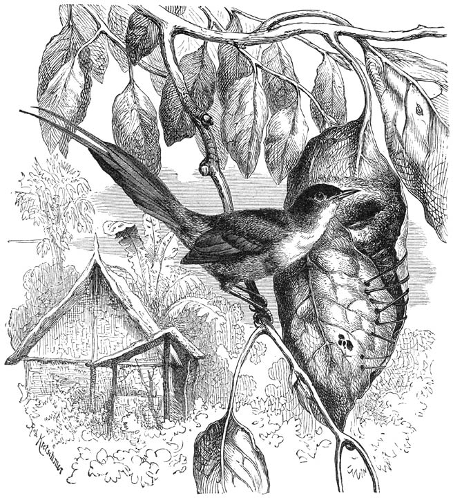 Snijdervogel (Orthotomus Bennetti). ⅔ v. d. ware grootte.
