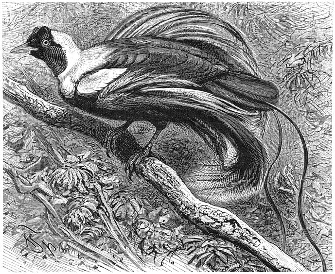 Roode Paradijsvogel (Paradisea rubra). ⅓ v. d. ware grootte.
