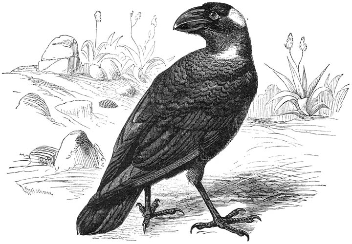 Krengraaf (Corvus crassirostris). ⅕ v.d. ware grootte.