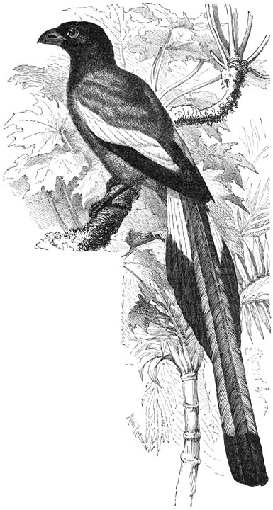 Zwerfekster (Dendrocitta rufa), ½ v. d. ware grootte.