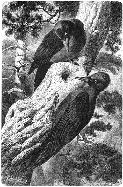 Zwarte Specht (Dryocopus martius).