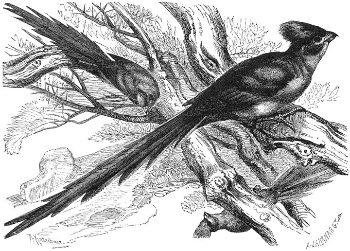 Muisvogel (Colius macrourus). ½ v. d. ware grootte.