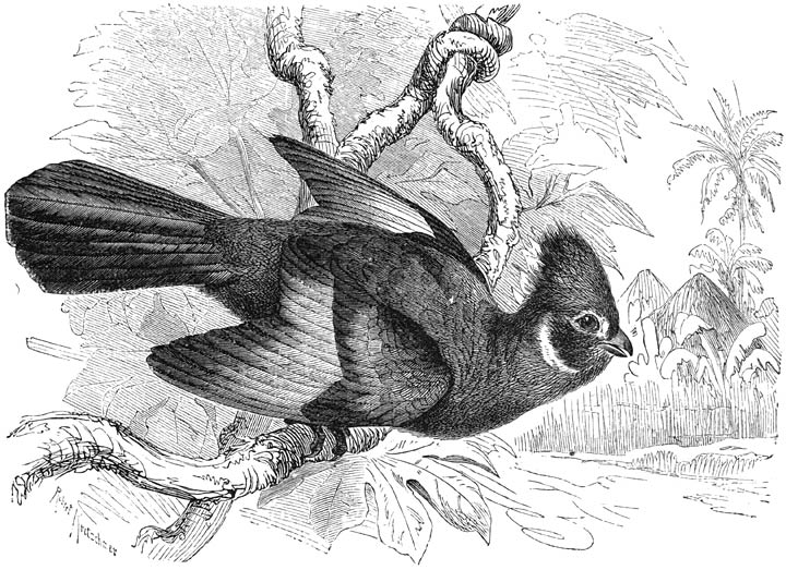 Witwangige Helmvogel (Corythaix leucotes). ⅖ v. d. ware grootte.