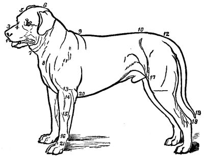 POINTS OF A DOG.