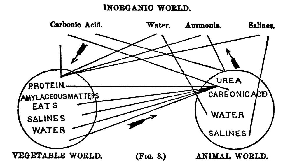 Figure 3. (diagram Showing Material Relationship of The Vegetable, Animal and Inorganic Worlds.) 