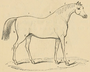 Diagram of horse anatomy