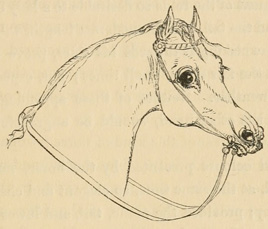 Head and neck of a horse wearing a bridle