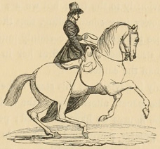 Woman riding cantering horse
