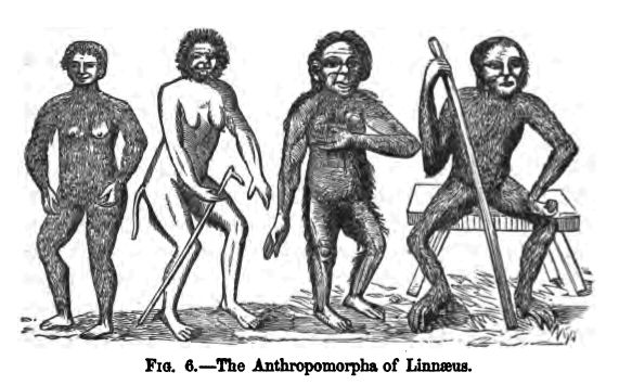 Fig. 6.--the Anthropomorpha of Linnaeus. 