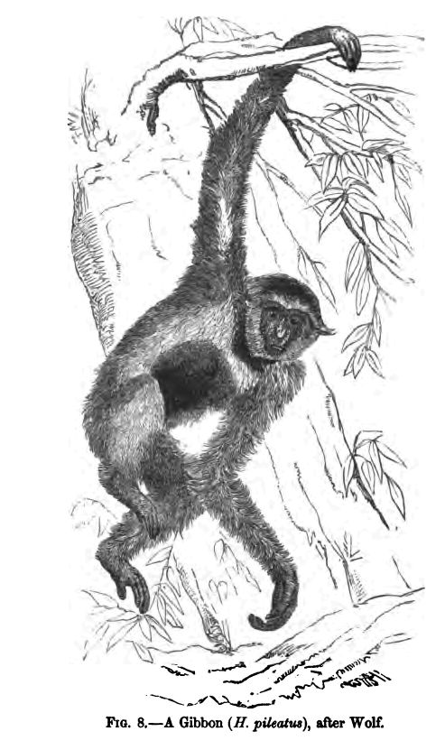 Fig. 8.--gibbon ('h. Pileatus'), After Wolf. 