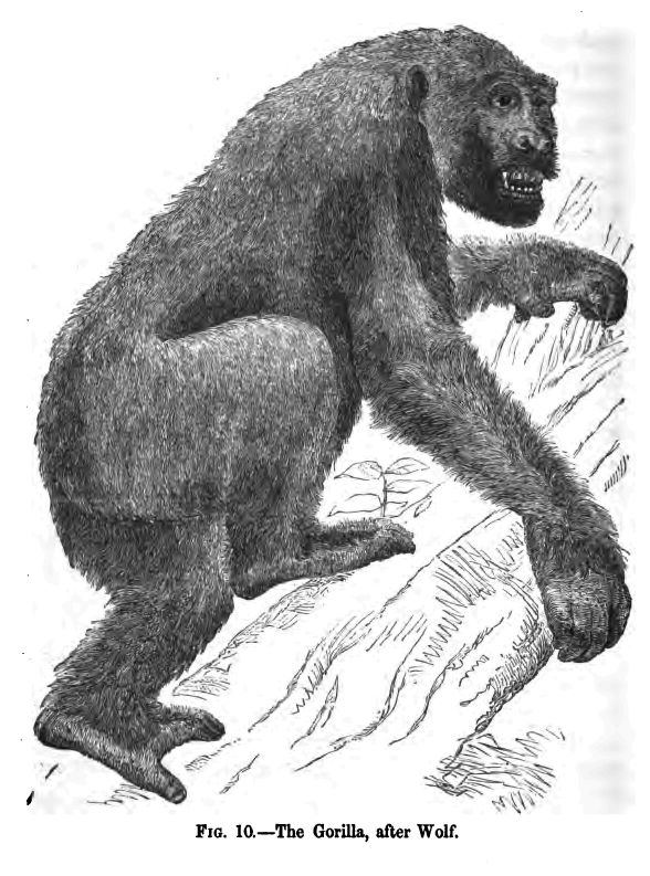 Fig. 10.--the Gorilla (after Wolff). 