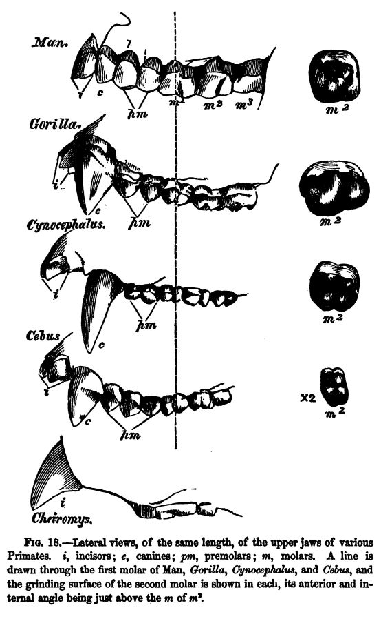Fig. 18.--lateral Views, of the Same Length, Of The Upper Jaws of Various Primates. 'i', Incisors; 'c', Canines' 'pm', Premolars; 'm', Molars. A Line is Drawn Through the First Molar of Man, 'gorilla', 'cynocephalus', and 'cebus', And the Grinding Surface of The Second Molar is Shown in Each, Its Anterior and Internal Angle Being Just Above The 'm' of 'm2'. 