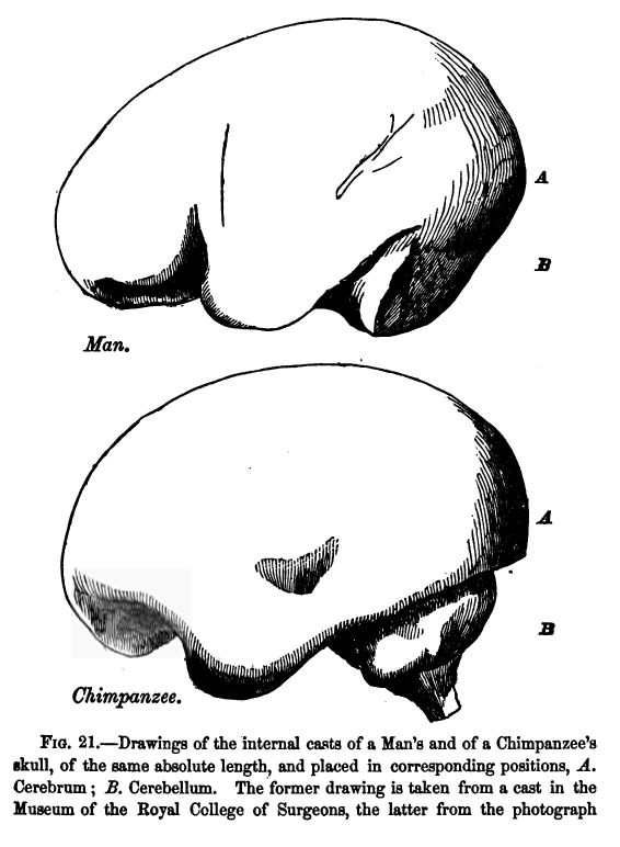 Fig. 21.--drawings of the Internal Casts Of a Man's And Of a Chimpanzee's Skull, of the Same Absolute Length, and Placed In Corresponding Positions. 'a'. Cerebrum; 'b'. Cerebellum. The Former Drawing is Taken from a Cast in the Museum of The Royal College Of Surgeons, the Latter from The Photograph of The Cast Of a Chimpanzee's Skull, Which Illustrates the Paper by Mr. Marshall 'on The Brain of The Chimpanzee' in the 'natural History Review' for July, 1861. The Sharper Definition of the Lower Edge Of The Cast Of The Cerebral Chamber in The Chimpanzee Arises from the Circumstance That The Tentorium Remained In That Skull and Not in the Man's. The Cast More Accurately Represents The Brain in Chimpanzee Than In the Man; and The Great Backward Projection Of the Posterior Lobes of The Cerebrum Of The Former, Beyond The Cerebellum, is Conspicuous. 