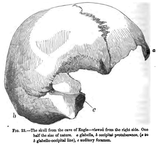 Fig. 23.--the Skull from the Cave of Engis--viewed From The Right Side. 'a' Glabella, 'b' Occipital Protuberance, ('a' to 'b' Glabello-occipital Line), 'c' Auditory Foramen. 