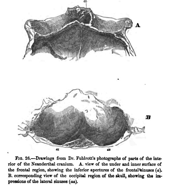 Fig. 26.--drawings from Dr. Fuhlrott's Photographs Of Parts of the Interior Of The Neanderthal Cranium. A. View Of The Under And Inner Surface of the Frontal Region, Showing The Inferior Apertures Of the Frontal Sinuses ('a'). B. Corresponding View of The Occipital Region of the Skull, Showing The Impressions Of The Lateral Sinuses ('a A'). 