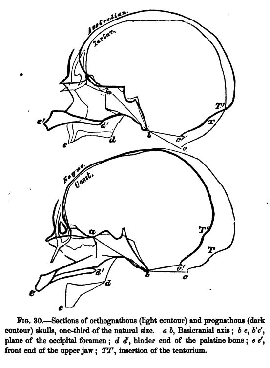 Fig. 30.--sections of Orthognathous (light Contour) And Prognathous (dark Contour) Skulls, One-third of the Natural Size. 'a B', Basicranial Axis; 'b C, B1 C1', Plane of the Occipital Foramen; 'd D1', Hinder End of the Palatine Bone; 'e E1', Front End Of The Upper Jaw; 't T1', Insertion of the Tentorium. 