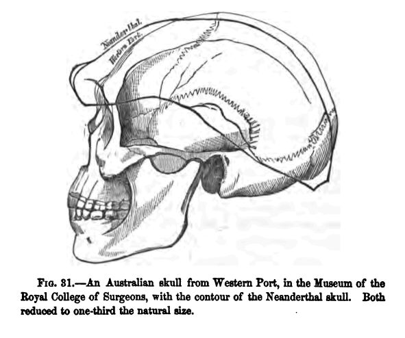 Fig. 31.--an Australian Skull from Western Port, In The Museum of the Royal College Of Surgeons, With The Contour Of The Neanderthal Skull. Both Reduced to One-third the Natural Size. 