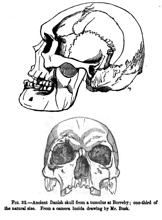 Fig. 32.--ancient Danish Skull from a Tumulus at Borreby: One-third of the Natural Size. From a Camera Lucida Drawing by Mr. Busk. 