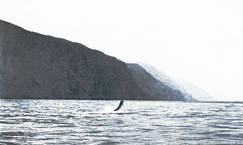 A SWORDFISH LEAPING OFF THE BOLD BLACK SHORE OF CLEMENTE